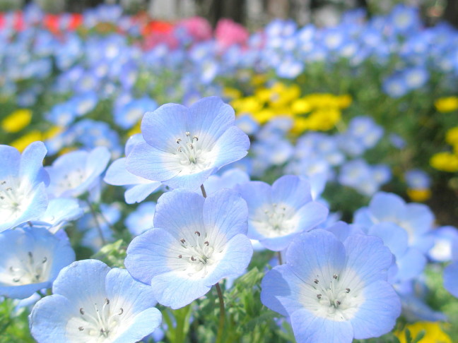 �l���t�B���ԉ摜