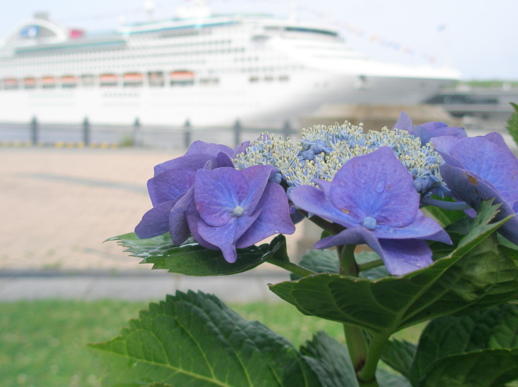 ガクアジサイ花画像