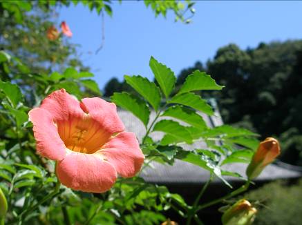 鎌倉 ノウゼンカズラ 写真